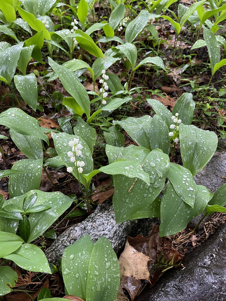 i keep seeing posts about lilies of the valley and i have to say they’re literally growing through the bricks of my front door entryway