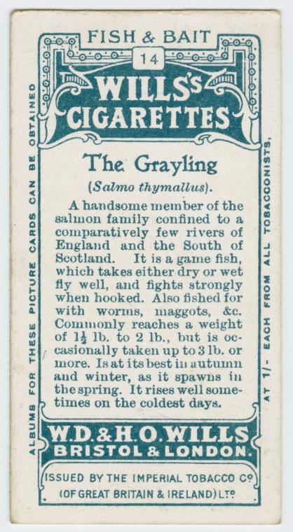 The grayling (Salmo thymallus). Fish & bait (Wills's Cigarettes) #Fishing #Vintage #CigaretteCards observationdeck2.blogspot.com/2024/05/the-gr…