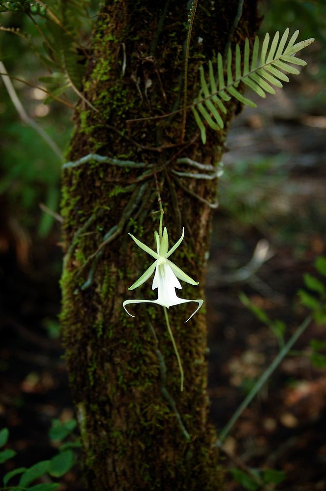 Ghost Orchid of the Fakahatchee Strand leightonphotography.photoshelter.com/gallery-image/…