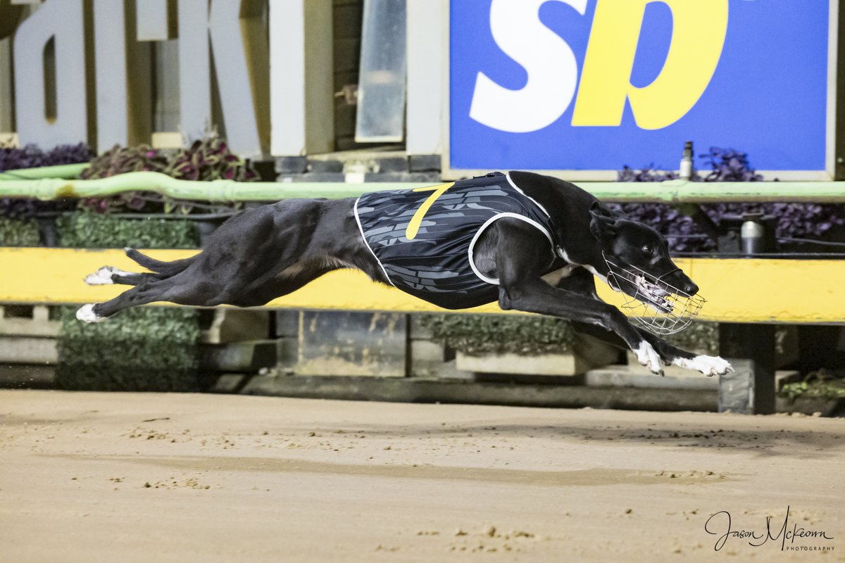 Austscapes's tweet photo. Past the post photos from Sandown 13th May 2024 can be viewed, and purchased, from the following link https://t.co/1Ofoz03uou
@GRV_News  @sandowndogs  @DimityMaher @RacingGreyhound  @GreyRecorder  @peitae @CanonAustralia https://t.co/5SBwcT3uVI