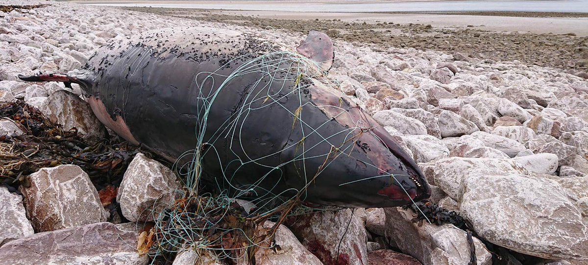 Today, @DefraGovUK has released its response to a consultation on Remote Electronic Monitoring. Cameras on #fishingvessels are critical to understand and tackle #bycatch. We were disappointed by the lack of ambition, and will continue to work to advocate for #whales and #dolphins