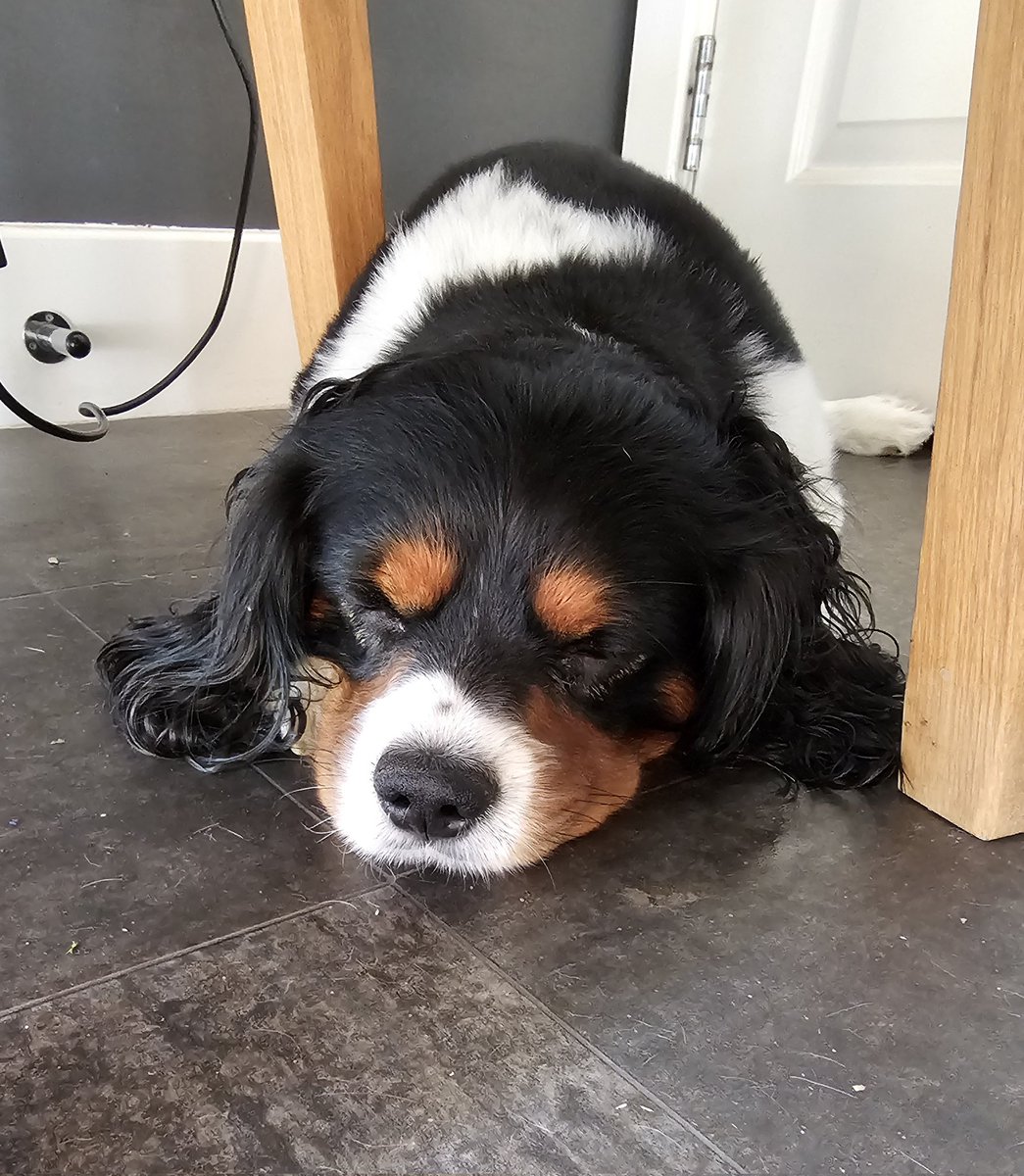 My boy Theo sleeping soundly whilst I work from home. He had a good night and even more perky today and was excited for his morning walk with Chester. He still has loose bowels but vet said to be expected for a few days yet. Good appetite and drinking normally. 🙏🤞