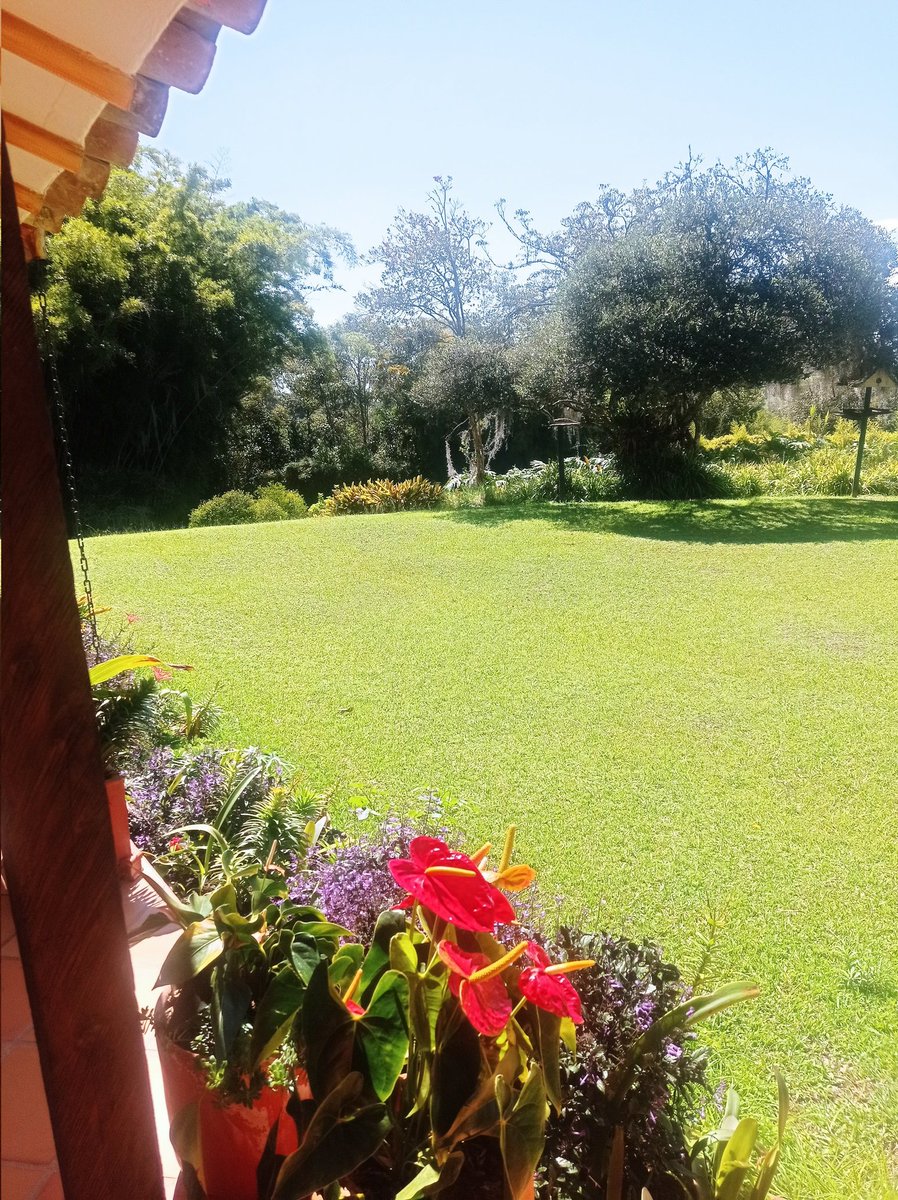 Feliz lunes . Desde Rionegro, Antioquia, Colombia, con un día soleado. Maravilloso. Tengan una feliz semana ☺️
