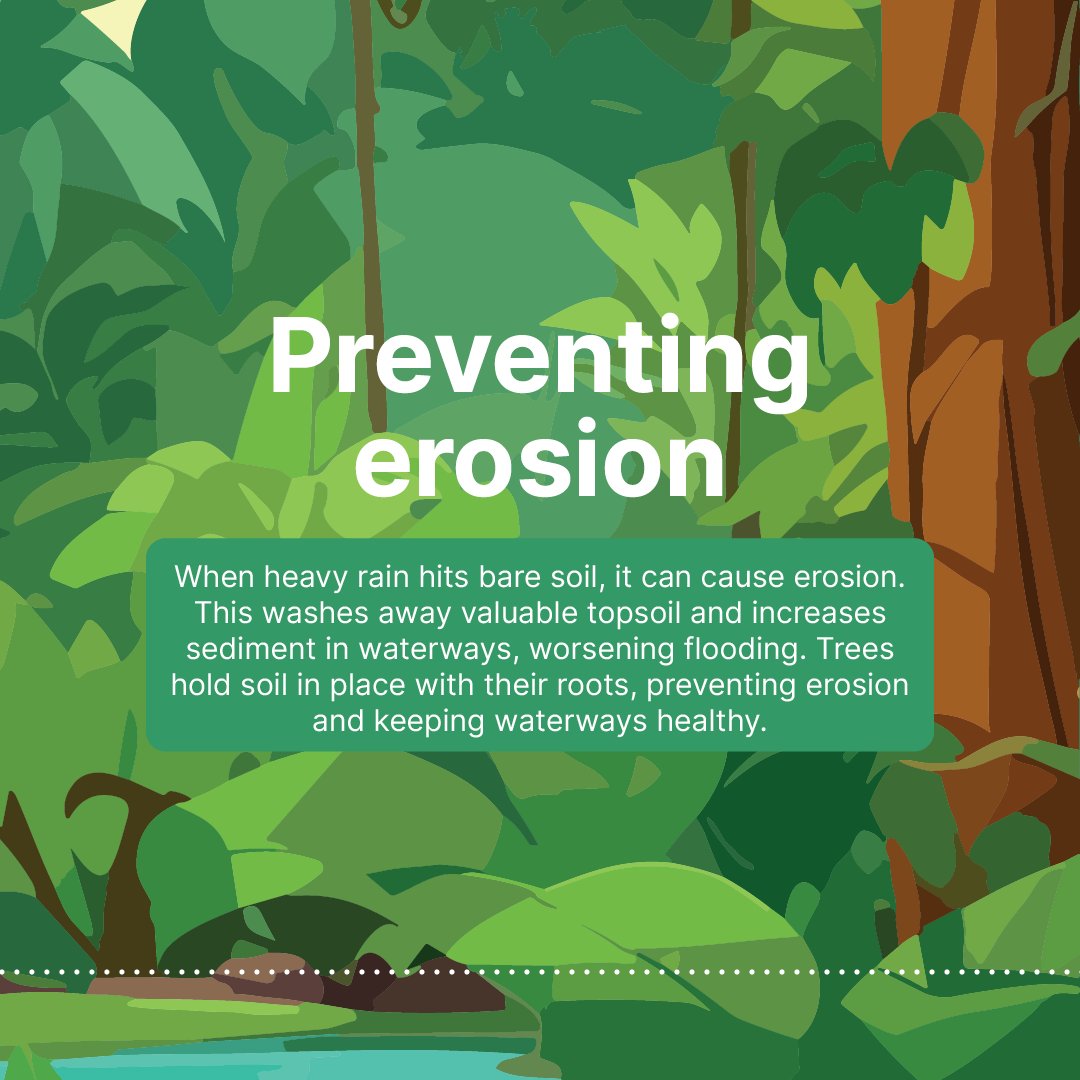 Climate change is making extreme rainfall events more likely, causing many communities to experience #flooding. Trees can be powerful allies in flood prevention. Here’s how: ➡️ bit.ly/4bgPSv5 #Trees4Resilience #ClimateAction