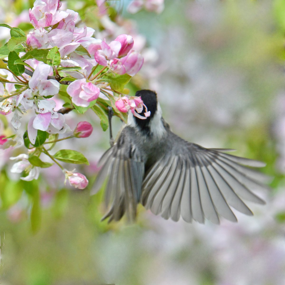 jjaattgg's tweet photo. Flowers and Birds 🌸🌺
.
.
.
.
#flowers #Birds #birdphotography
#Blackcapped
#Twitter
#TwitterNatureCommunity #birdphotography #birds #wildlife #nature #birdwatching
#birdphotography #Nikon #BirdsOfTwitter
#野鳥撮影
#Carbapple https://t.co/FyUjD2rYaL