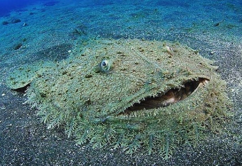 I just found out that there is such a thing as the tasselled wobbegong shark and I need to share it with you all