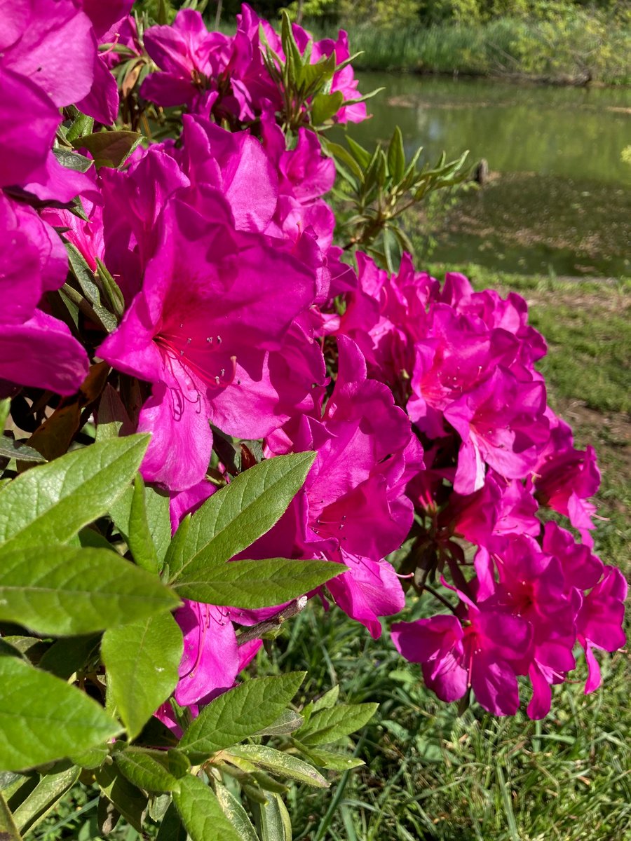 #サツキ
#皐月 #杜鵑 #Rhododendron_indicum #私と植物 #花の写真 #花の写真を撮るのが好き #ｷﾘﾄﾘｾｶｲ #花でいっぱいにしよう #写真