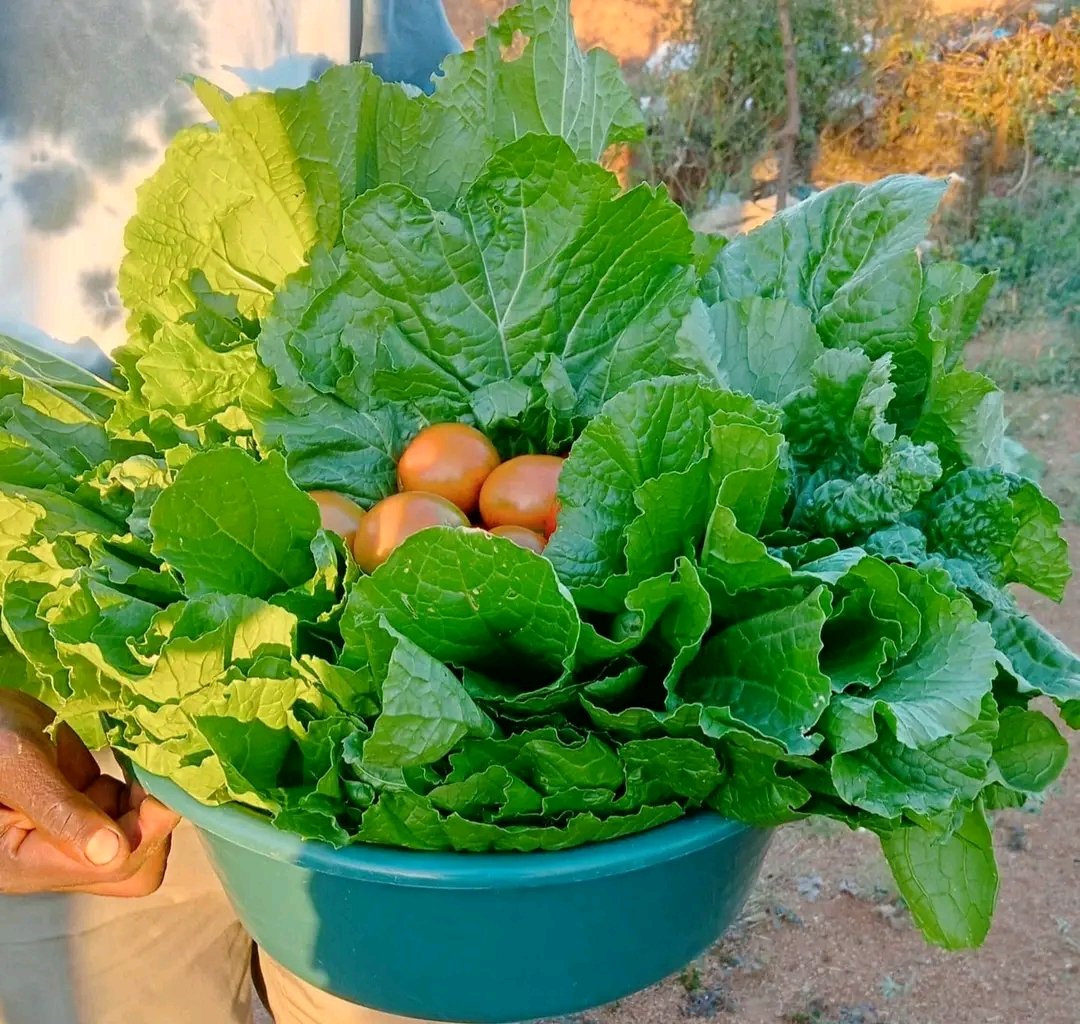 Admin Backyard garden is booming Keep up the good work 👏 - Letolo Tshwaane