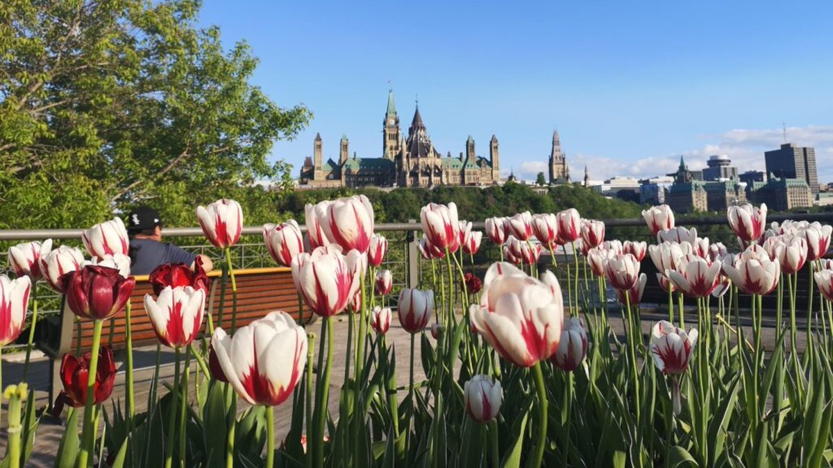 The cash-strapped Canadian Tulip Festival has received $130,000 in one-time funding from the federal government. #Ottawa #ottnews #OBJ #CanadianTulipFestival #funding #tourism obj.ca/feds-provide-1…