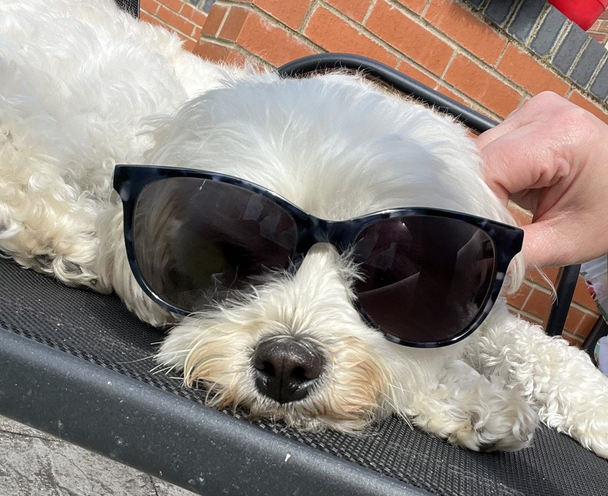 lallyanne's tweet image. Happy Gotcha Day Marnie. 2 years of your smooshy judgy face and diva attitude. I wouldn’t have it any other way. #PuppyLove #Maltipoo #Pawrent