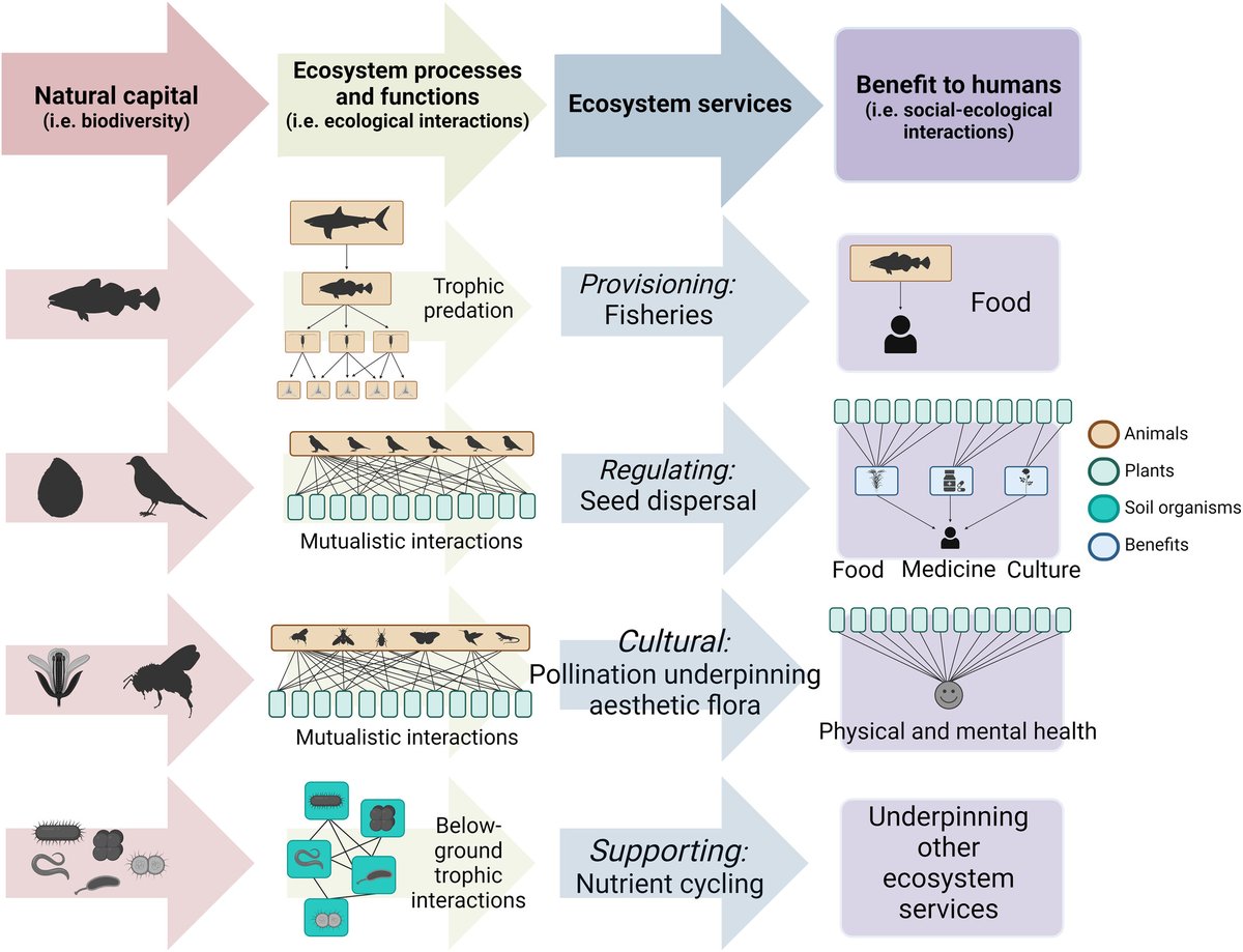 How can we manage ecosystem services better? 🔎🤔 A new paper suggests that enhancing the role of local and indigenous knowledge could improve ecological services. doi.org/10.1002/pan3.1…