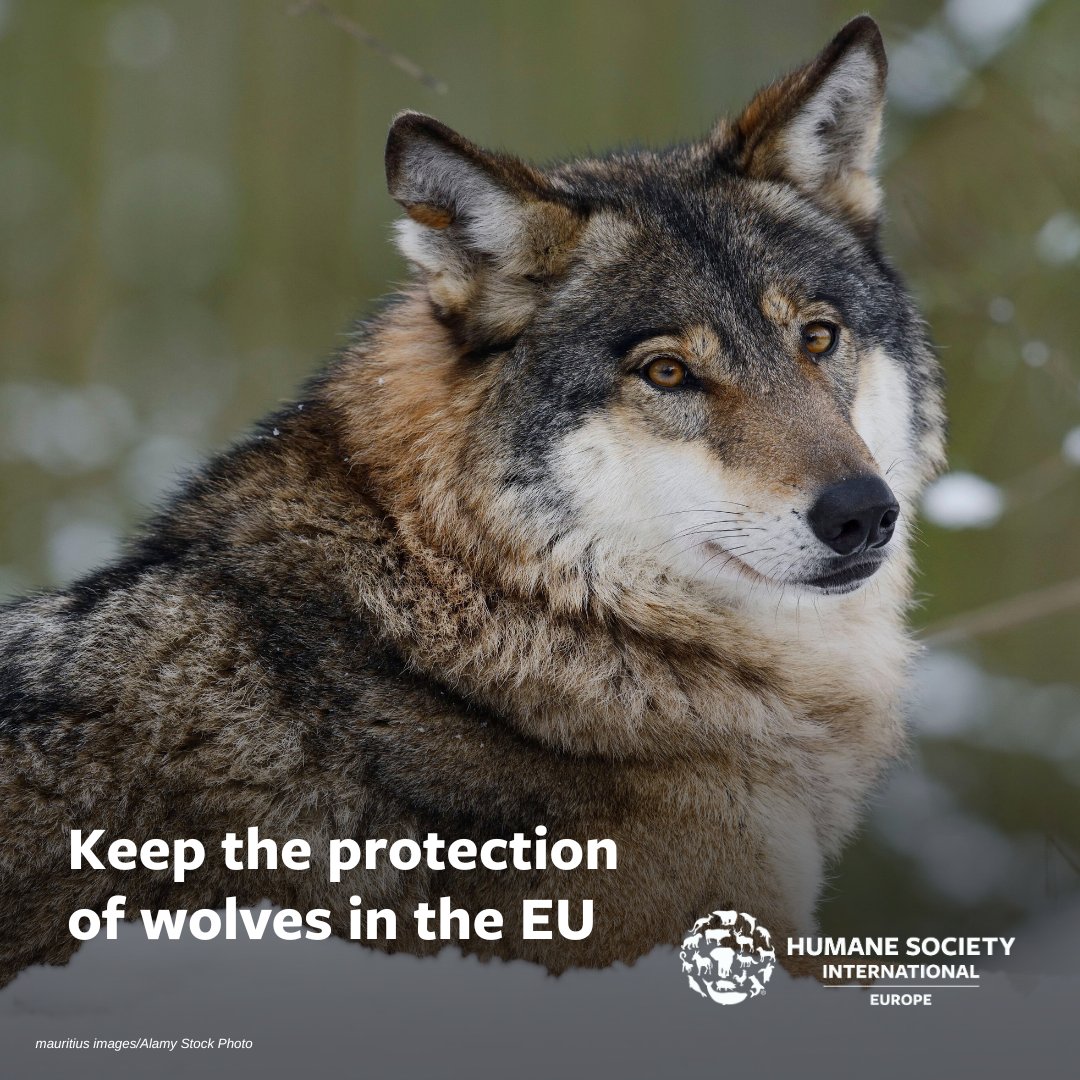 We urge the Permanent Representatives of the member states to the EU to reject the @EU_Commission’s proposal to downgrade the protection status of the wolf under the Bern Convention! @BirdLifeEurope @Act4AnimalsEU @ClientEarth @Green_Europe @foeeurope @ifawglobal @pronaturach