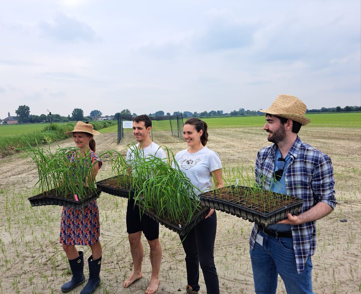 Today edited rice lines (hopefully) more tolerant to blast are being planted in a field in Italy. First trial of an edited crop in the country. A project born many years ago with @KamounLab, @ThorstenLangner and @vittoriabr. Fresh hope for scientists and farmers.