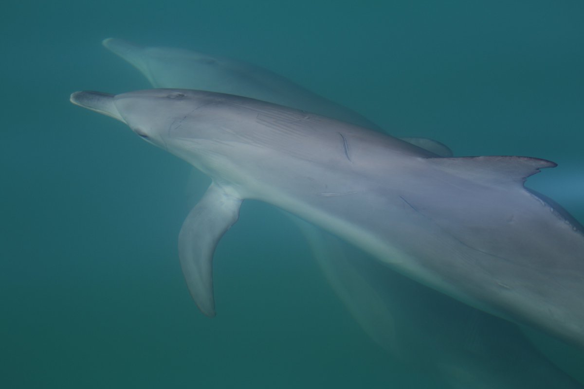 Job Alert 📢 3yr @LeverhulmeTrust funded postdoc on the Evolution of Animal Play 🐬🐒🐘 inc. fieldwork with the Shark Bay dolphins. Field experience with wild animals + quantitative skills essential. Come join our collaborative team! Pls share widely 🙏 jobs.ac.uk/job/DHP957/res…