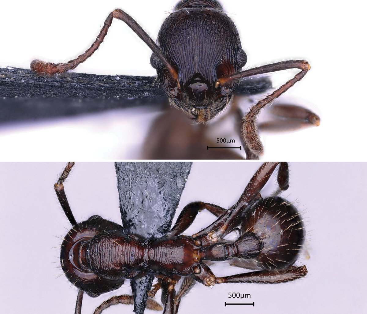 A new ant species is documented from Sichuan Province, China, marking the first recorded instance of the genus Manica in China. Find out more here: doi.org/10.3897/jhr.97… #ants #taxonomy #newspecies