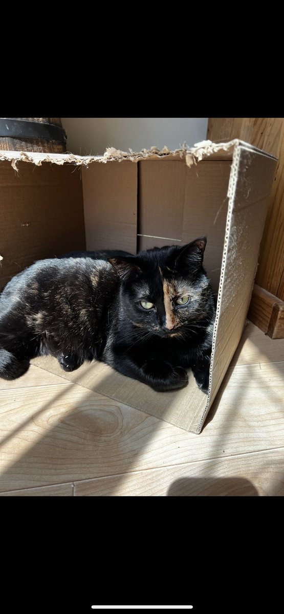 Love my box 📦 especially when the sun ☀️ is out !! 

#MondayVibes #cats #AdoptDontShop #CatsOfX