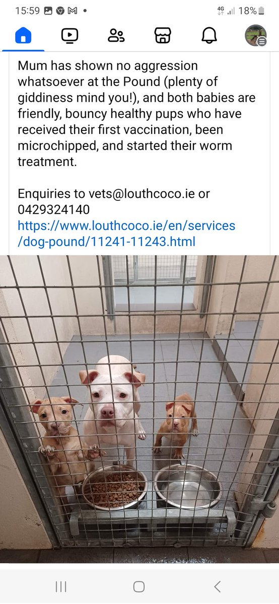 Any rescue who can help #pounddogs