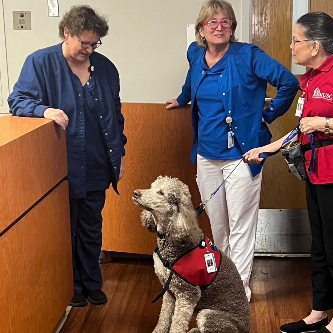 That furry friend you see at MUSC Health Orangeburg is not a figment of your imagination! Our first Therapy Dog, Stetson, and his handler, Marlene, have begun spreading joy to patients and Care Team Members. The MUSC Therapy Dog Program helps us Change What's PAWSible!