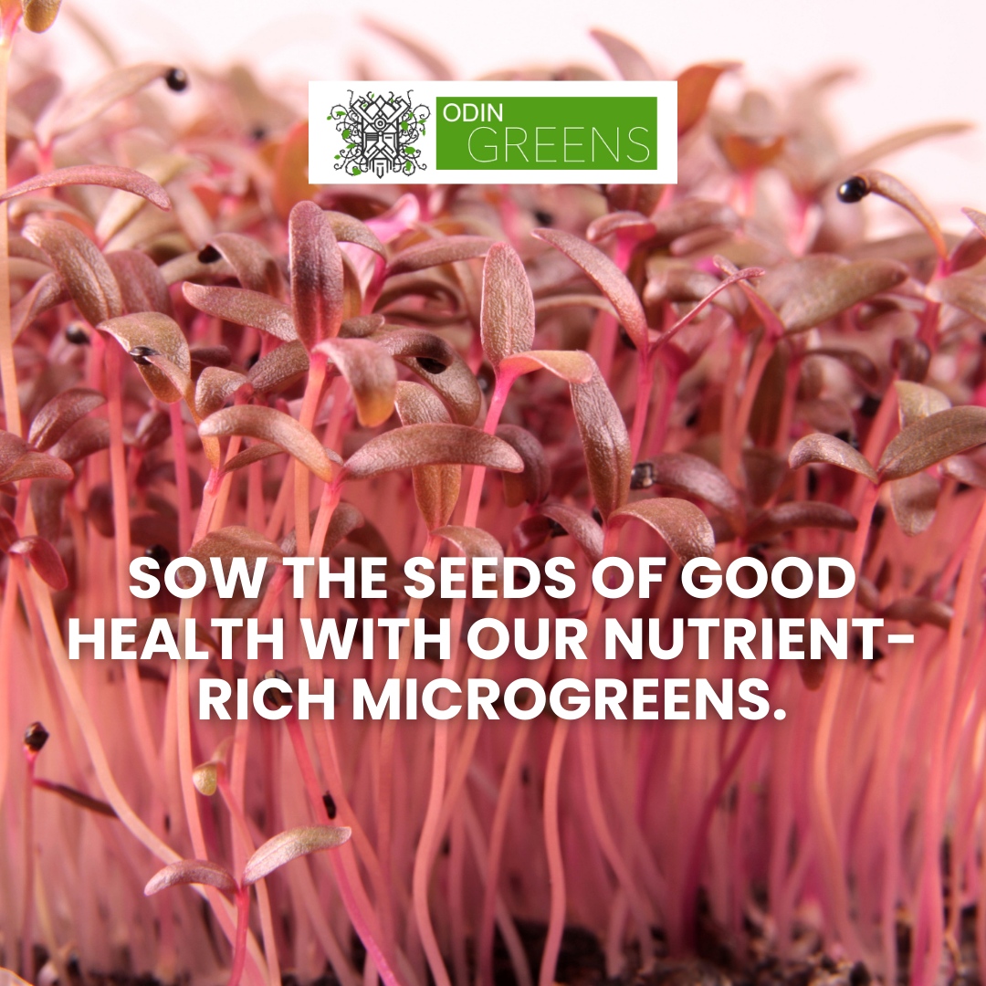 Sow the seeds of good health with our nutrient-rich microgreens.

Fuel your body with goodness and embark on a journey towards a healthier you! 🌱

#nutritionblogger #igweightloss #nutritionplan #nutritional #nutritionfacts #nutritionalcleansing #nutritioncoaching