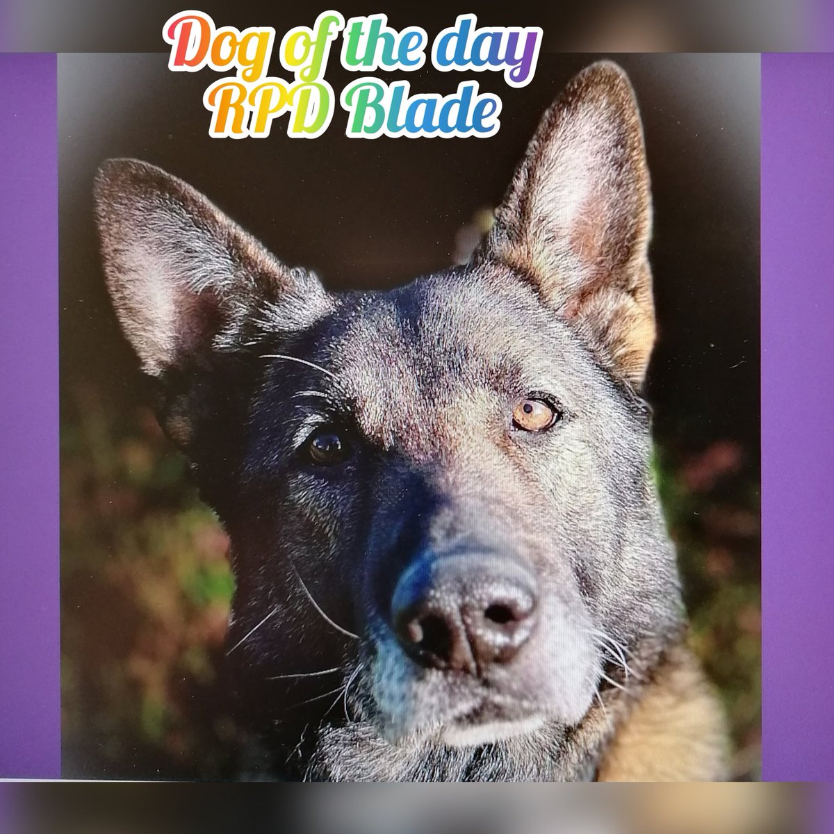 Our dog of the day is RPD Blade.

It’s with a heavy heart that we share with you that Blade has sadly crossed the rainbow bridge🌈. Our thoughts are with his family 😢

Thank you for your service🐾💙🐾
#WeWillRememberYou 

@K999CopsOAPs
