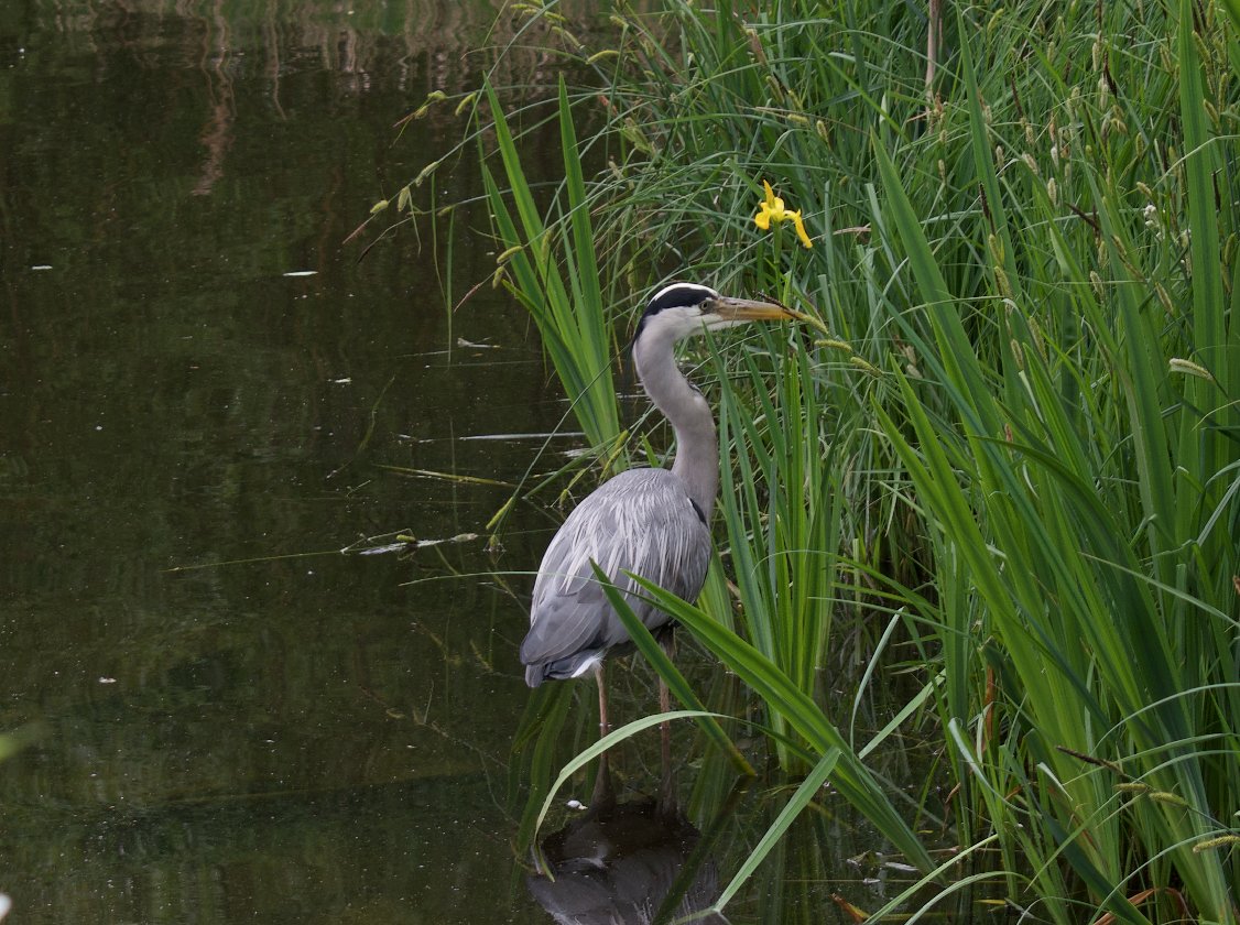 The heron's back. One reason to be cheerful #brockwellpark