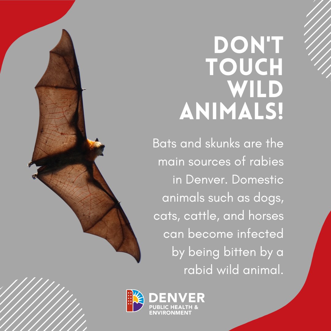 Rabies may seem like a distant threat, but it's still a very real danger. Avoiding contact with wild animals is a crucial step to stay safe. Please don't touch any animals when you're outdoors, even tiny baby animals! Learn more at denvergov.org/Government/Age… #Denver #PublicHealth