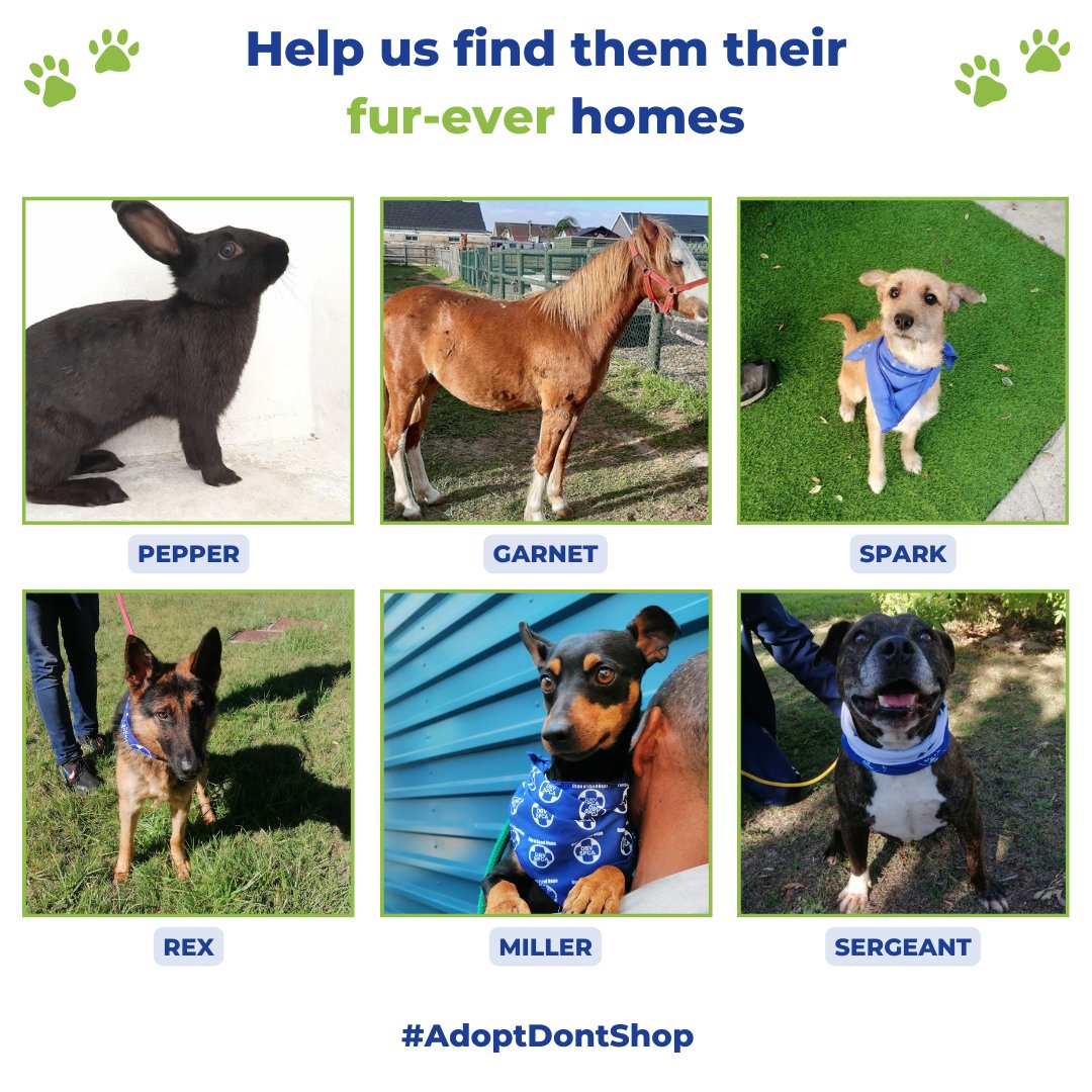 *ADOPTIONS* 🐶 HELP US FIND THEM THEIR FUR-EVER HOMES 😽 Are you looking to adopt a pet? Look no further. Here are some of our animals that are looking for their fur-ever homes. 👇 pulse.ly/ebxhfeurpc #adoption #adoptdontshop #adopt #dogs #cats #spca #capetown