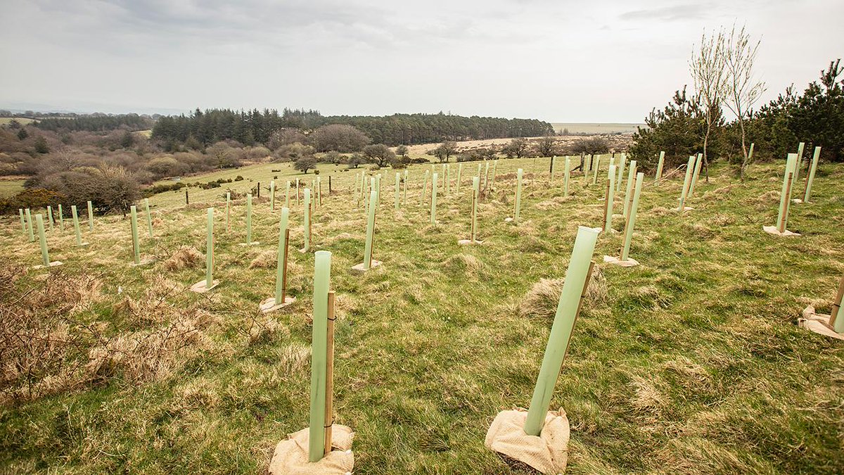 Saturated soils could impact survival of young trees planted to address climate change, new study finds 🌲🌞🌧️plymouth.ac.uk/news/saturated… 🧵