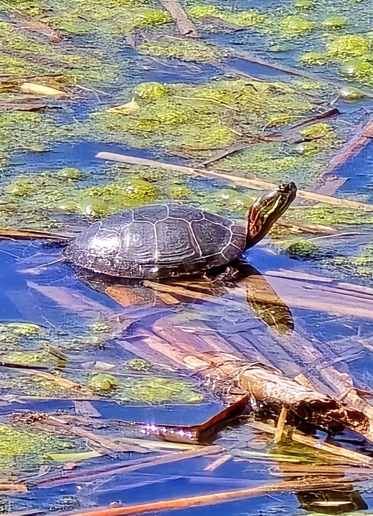 Since we're fresh out of owls 😢, how about a #turtle instead? 🐢😊

#NaturePhotography #MondayVibes #MondayMagic