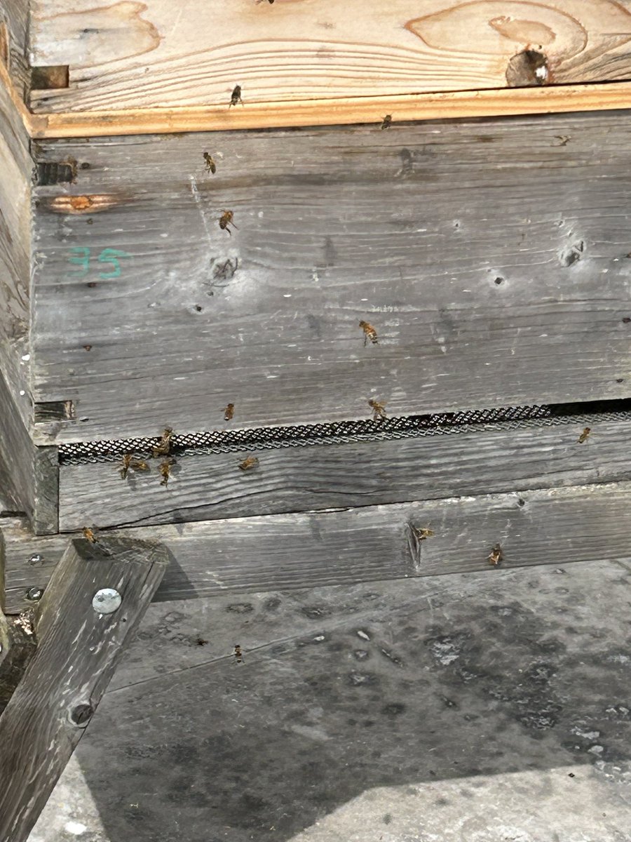 norbridge_bees tweet media