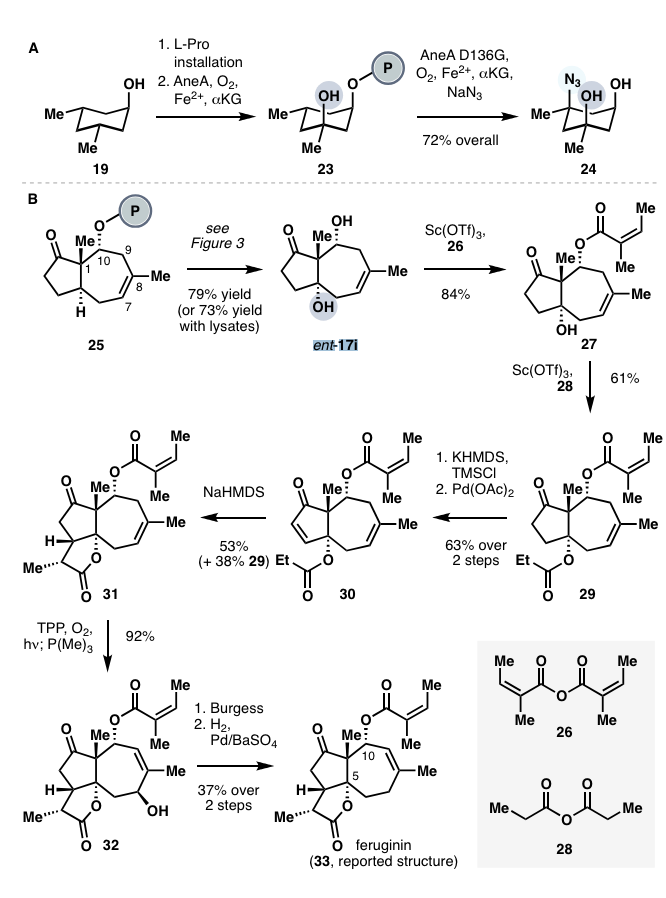 Enzyme Chemistry (@enzymechemistry) on Twitter photo Discovery, Characterization, and Synthetic Application of a Promiscuous Nonheme Iron #Biocatalyst with Dual Hydroxylase-Desaturase Activity by Hao Xu, Jidong Zhao, and Hans Renata <a href="/hanzyduzit/">Hans Renata</a> at <a href="/RiceChemistry/">Rice University Chemistry Department</a> in <a href="/ChemRxiv/">ChemRxiv</a> chemrxiv.org/engage/chemrxi… Discovery, Characterization, and Synthetic Application of a Promiscuous Nonheme Iron #Biocatalyst with Dual Hydroxylase-Desaturase Activity by Hao Xu, Jidong Zhao, and Hans Renata <a href="/hanzyduzit/">Hans Renata</a> at <a href="/RiceChemistry/">Rice University Chemistry Department</a> in <a href="/ChemRxiv/">ChemRxiv</a> chemrxiv.org/engage/chemrxi…