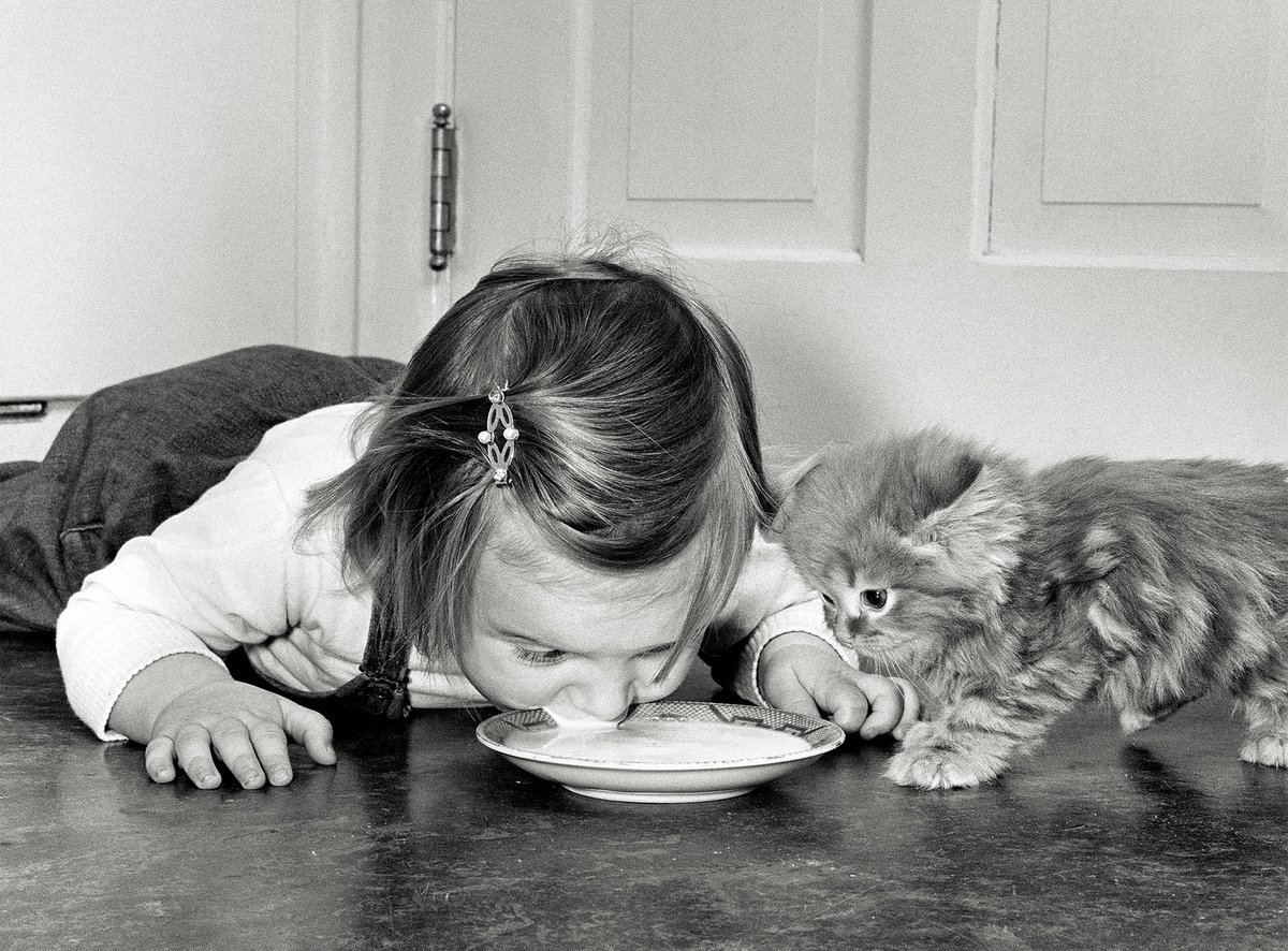 Chiara and a Persian cat, New Jersey, 1961 - by Walter Chandoha (1920 - 2019), American