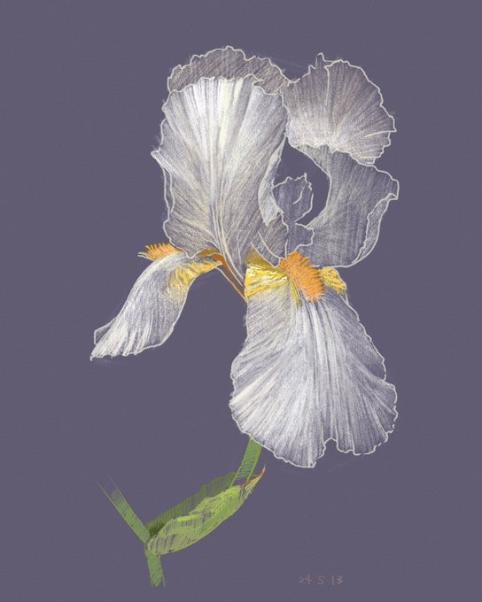 「leaf white flower」 illustration images(Latest)