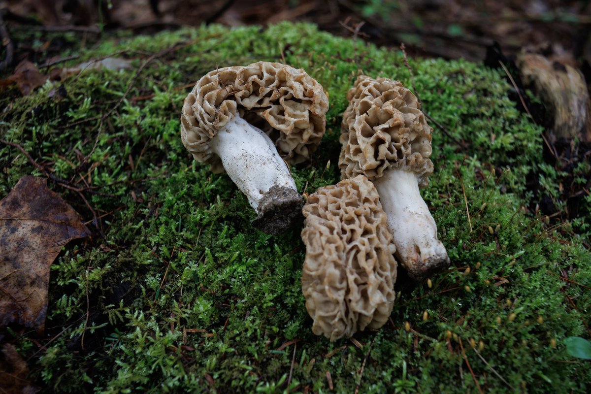 ghostpipesjam's tweet photo. Don’t forget to tell all your friends and neighbors about your hobbies! They may be just interested enough to keep an eye out, but too scared to indulge 🤗 #mushrooms #mushroom #fungi #nature #wildmushroom #wildmushrooms #mycology #MushroomMonday #NaturePhotography https://t.co/O3JrDZOF4t