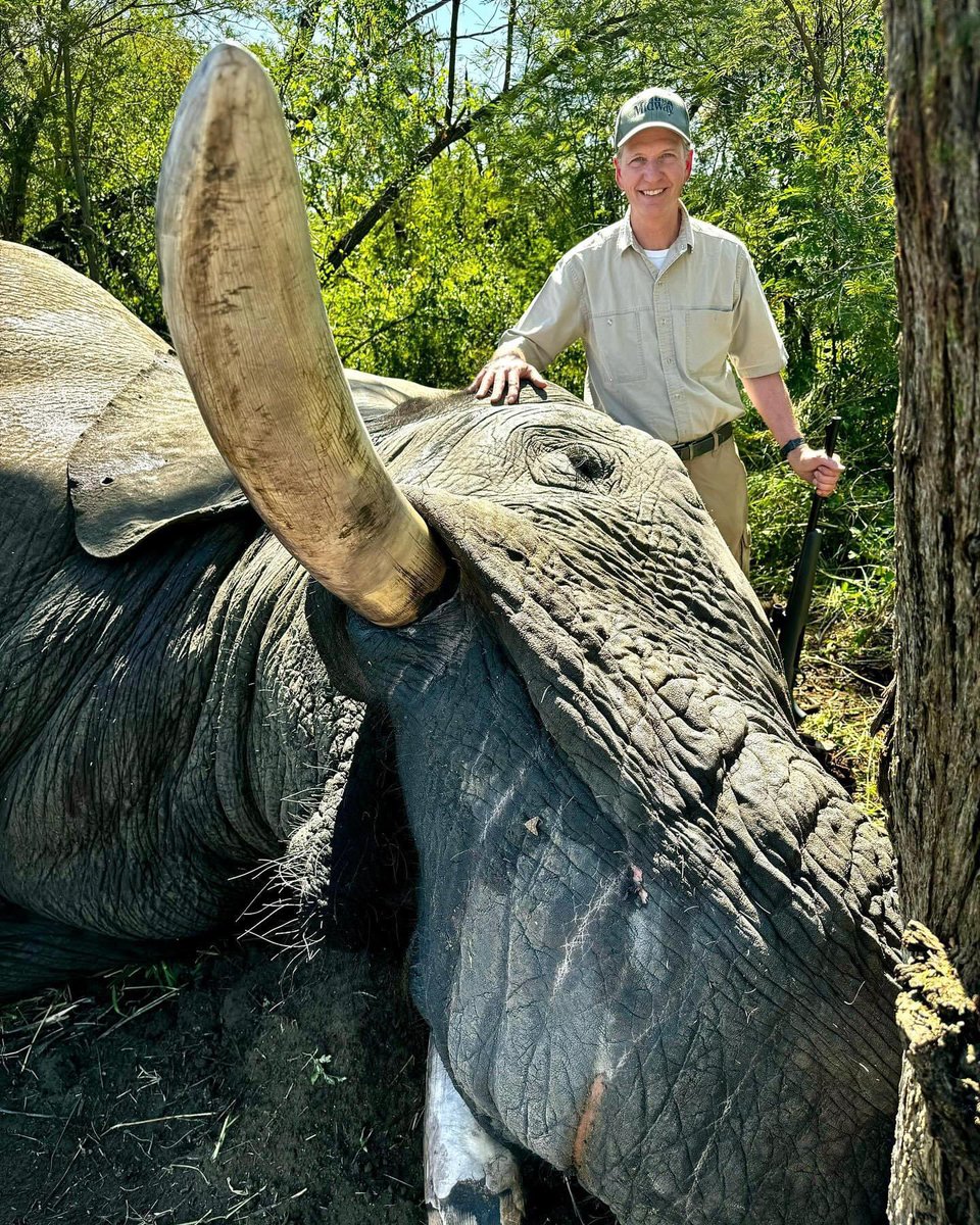 Mike Deasey hunted this elephant in Namibia. 'Hunting this magnificent creature was tremendous.' He was magnificent, now he is only dead, Mike. #BanTrophyHunting RT 🤬 @SARA2001NOOR @Angelux1111 @Gail7175 @Lin11W @DidiFrench @PeterEgan6 @RobRobbEdwards