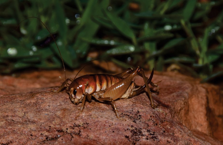A new chevron cricket is described to include three small species of South African distribution, including one new species. Find out more in this research article: doi.org/10.3897/jor.33… #crickets #taxonomy #newspecies @udistrital @unibt @senckenberg