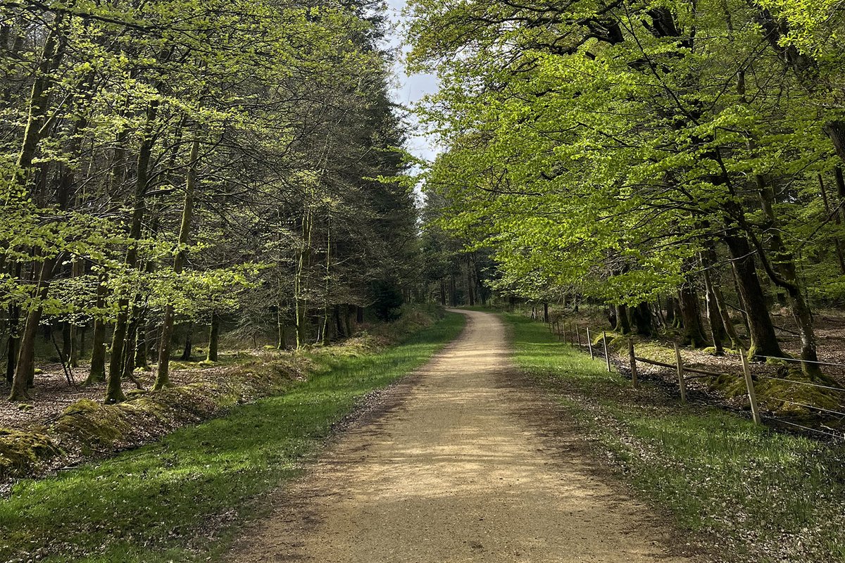 Following the trail. Moving through the forest and connecting with nature has a positive impact on our mental health. It can help us feel calmer and less stressed. 💚🌳

#MentalHealthAwarenessWeek #MomentsForMovement #MindfulMonday #NewForest

📷 Beck Sheehan