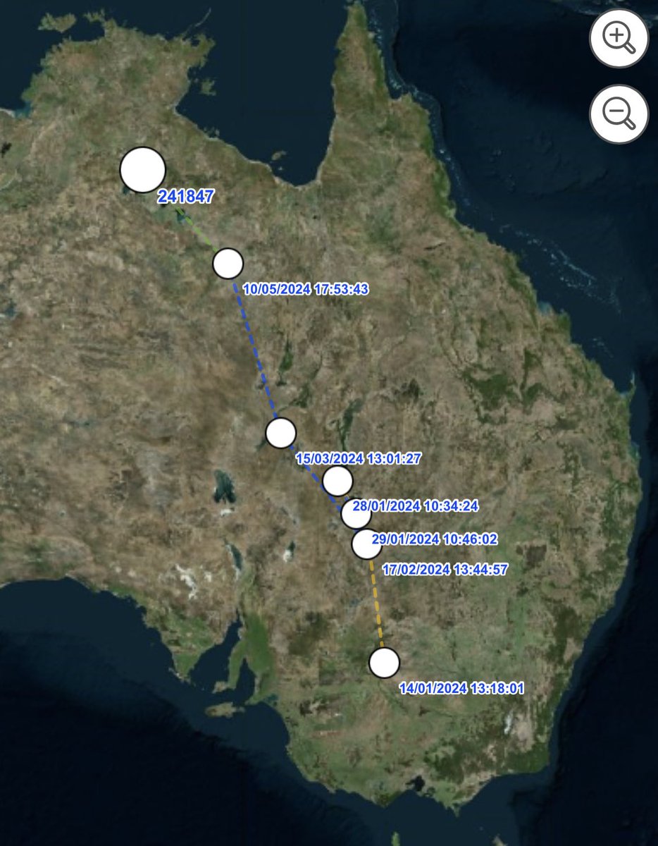 BOOOOM, Marcelina has just pushed another 527 kms northwest, currently on the Newcastle Creek between Daly Waters and Tennant Creek! She is now over 2100 kms from her spring home in Balranald. This is incredible to witness.