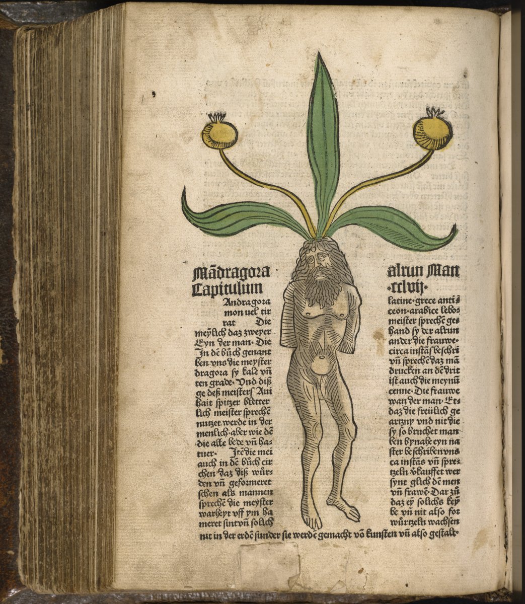 #MythologyMonday In De materia medica - Theophrastus’ (371-587 BCE) enquiry into plants, it is noted that when the skin of the mandrake is scraped and mixed with vinegar or wine it makes a love potion kew.org/read-and-watch…