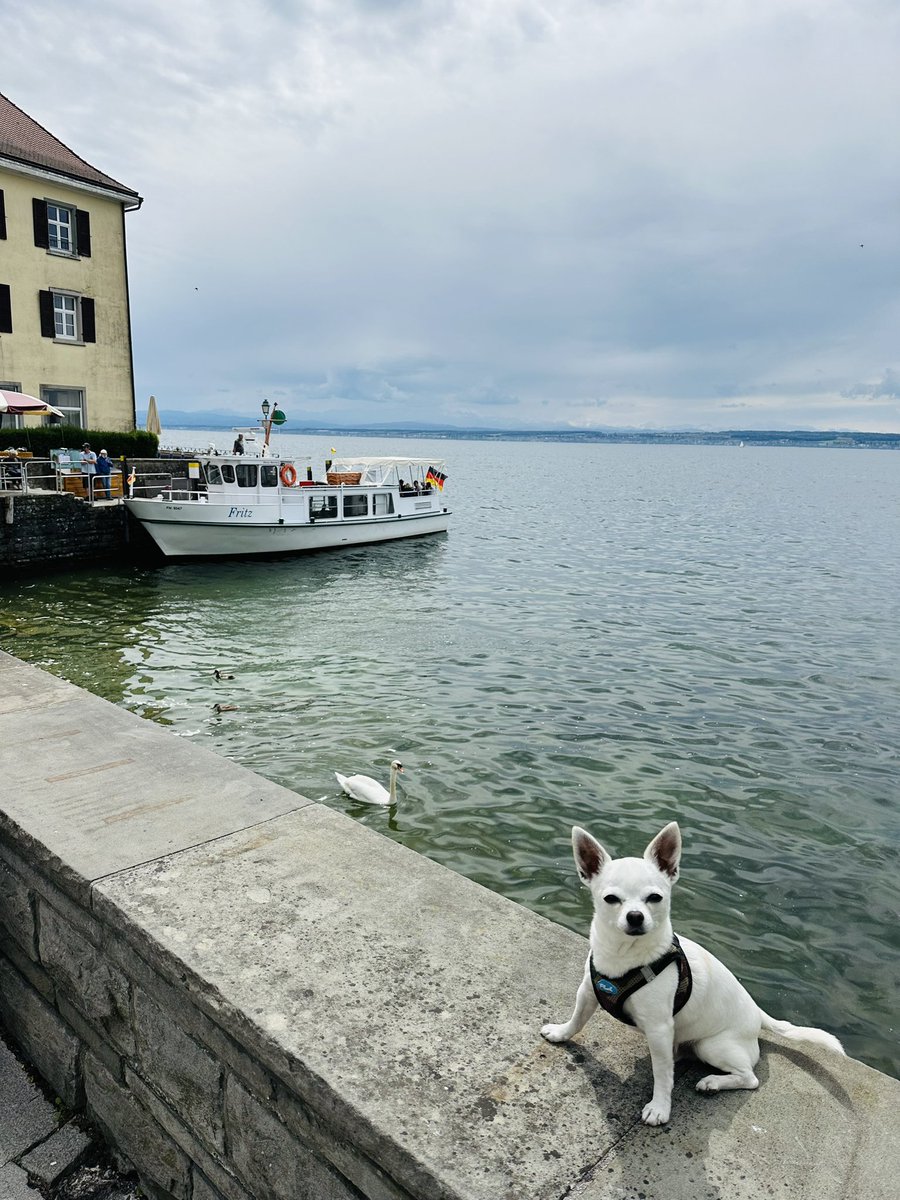 dokhollidays's tweet photo. Moin!
Wünschen allen Standhaften eine entspannte Woche!
Wer weiss wo wir sind?
(Der muss es für sich behalten 🤩😎👋🤝🥂)
#Hundecontent
#Crapcontent https://t.co/MHTpzLB5UK