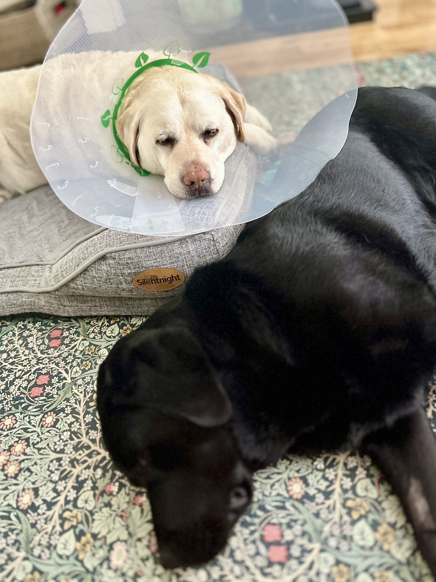 Kika’s got a hotspot on her leg so she’ll have to wear this fashionable cone whilst at home. Luckily Kika doesn’t mind wearing it & she’s able to avoid hitting the doorframes & scraping the walls. Quark is not going to let the cone come in the way of snuggling with Kika 💛