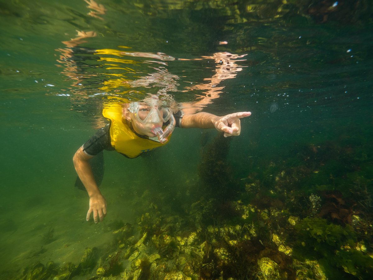 𝐒𝐧𝐨𝐫𝐤𝐞𝐥𝐞𝐧 𝐢𝐧 𝐍𝐞𝐝𝐞𝐫𝐥𝐚𝐧𝐝 𝐦𝐞𝐭 𝐝𝐞 𝐍𝐎𝐁 
Ontdek de onderwaterwereld en meld je aan voor 1 van de 4 snorkeldagen in Nederland. We starten op 9 juni a.s. Lees meer:
onderwatersport.org/nob-organiseer… #snorkelen #onderwaternatuur 

📸René Weterings