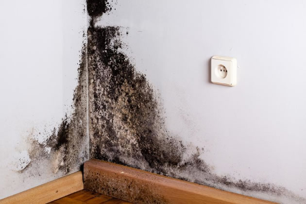 Ealing Council Left Family in Damp Flat for Three Years Watchdog orders review and a written apology chiswickw4.com/default.asp?se…