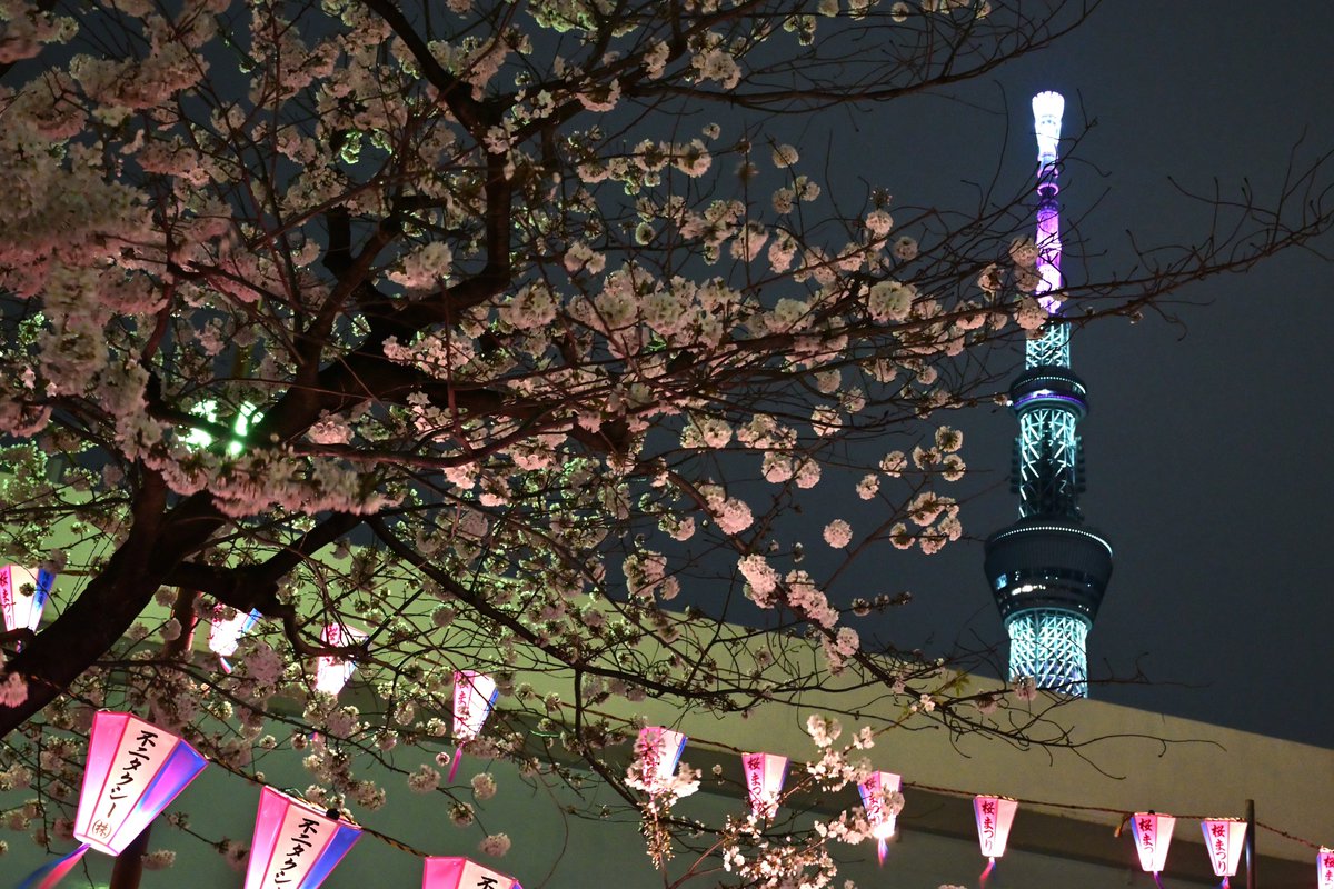 隅田川 墨堤の夜桜🌸 13
インスタは→ @kohi5180

#東京スカイツリー #夜桜 #夜景 #隅田川 #墨堤のさくら #向島 #東京 #東京カメラ部 #墨田の良さを伝えたい #landscape #sakura #cherryblossom #nightshot #tokyoskytree #tokyo_night_view #loves_nippon #light_nikon #nikoncreators #tokyotokyo