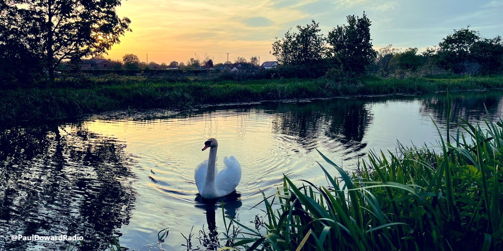 Afternoon, Twitter! Welcoming the new week with the elegance of a swan gracing the canal. May your Monday be as serene and graceful as this beautiful creature. 🌞 #MondayMorning #NaturePhotography #CanalLife 📸@PaulDowardRadio