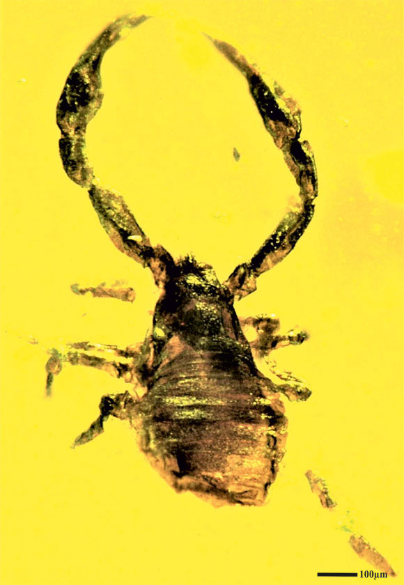 Paleontologists have described a new genus and species of fossil pseudoscorpion from the Eocene Cambay amber of Western India.

sci.news/paleontology/g…

#fossils #paleontology