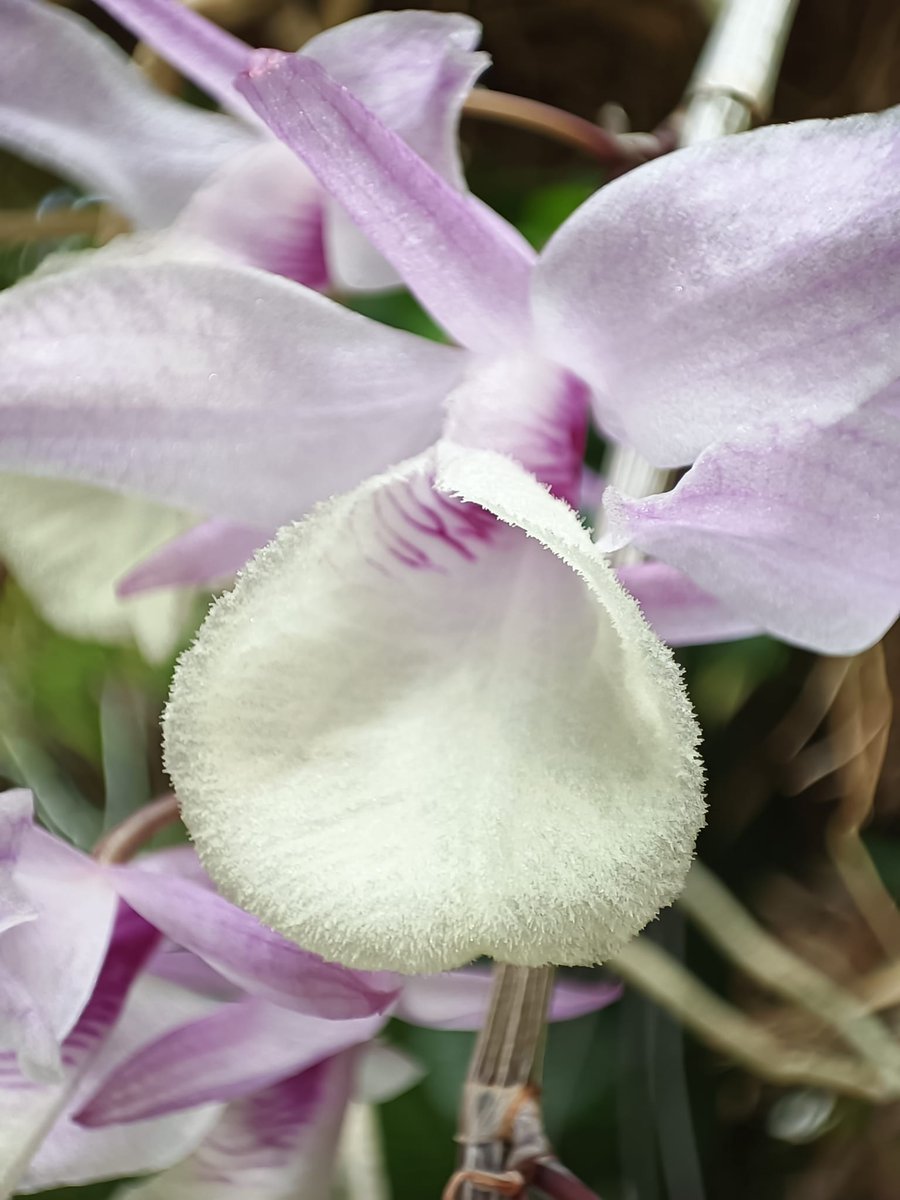 De cerca Dendrobium aphyllum

#Orquidario #Estepona #orquídeas #orchids #VisitaElOrquidariodeEstepona