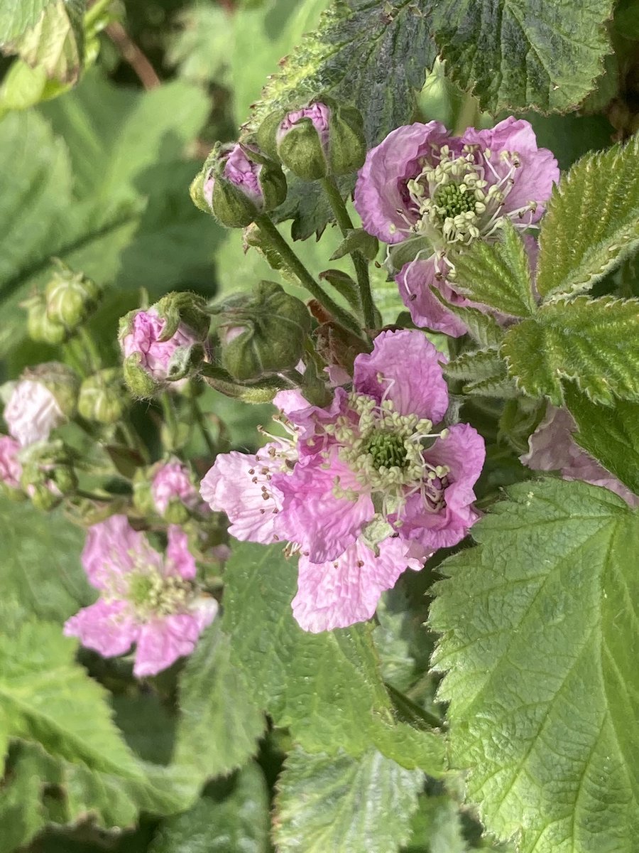 Experimental Seedling blackberry , beautiful flower colour , thornless too !