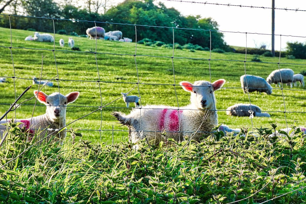 Nice to see Ewe 🐑 ⁠ 📌 Loverstone Lane near Chillerton 📷️ Rob Chiverton ⁠ #explorebritain #exploreisleofwight #LoveGreatBritain #island #islandlife #coastalwalk #sheep #lambs #ewe #fields #nature #wildlife #islandwildlife #iowwildlife #iwnature #springtime #May #cute