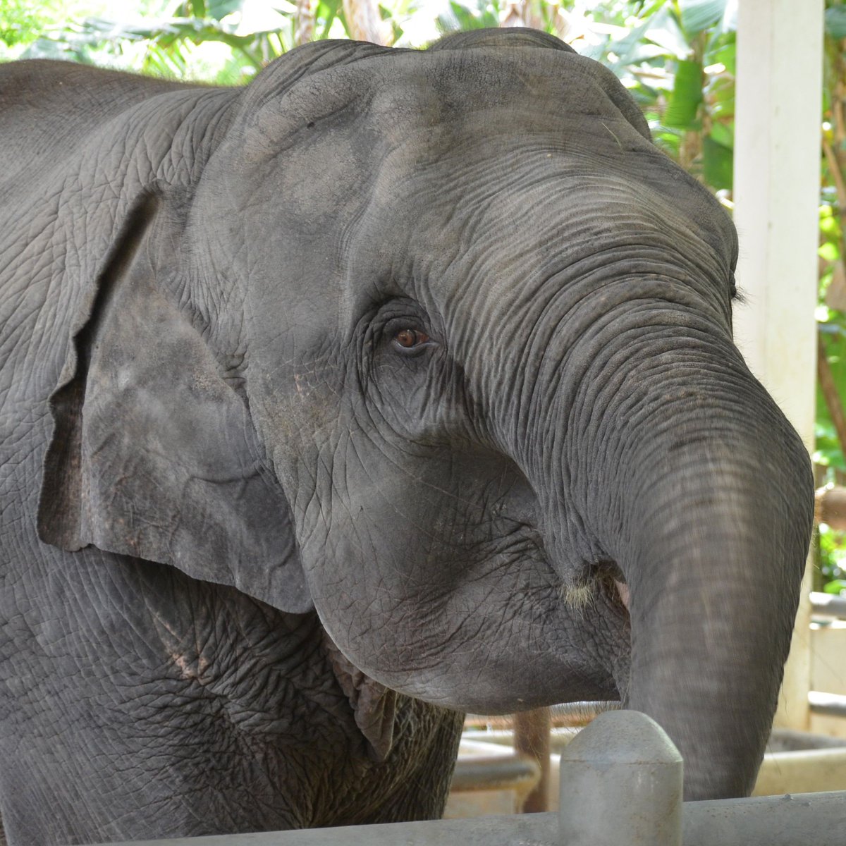 Hello Mosha 💕 Mosha is the inspiration behind Elephant Parade and Elephant Parade structurally supports Mosha. To learn more about Friends of the Asian elephant, please visit: elephantparade.com/conservation #savetheelephants #bekindtoelephants #elephantparade #MoshaMonday⁠⠀